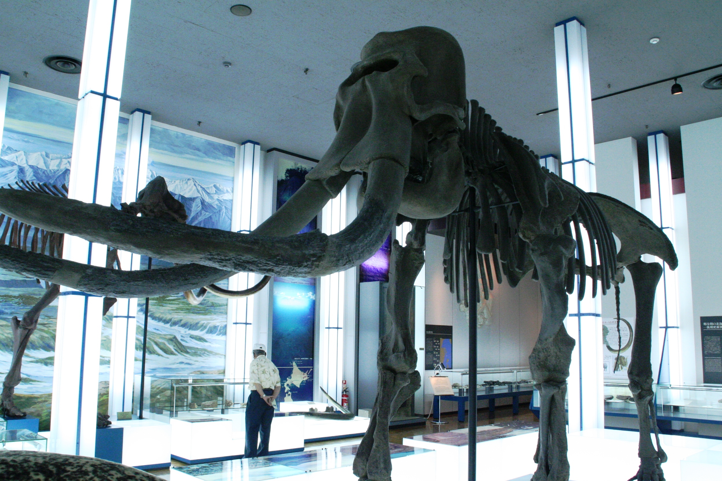 マンモスの化石